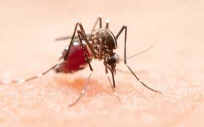 ¿Sabés cómo prevenir el dengue?